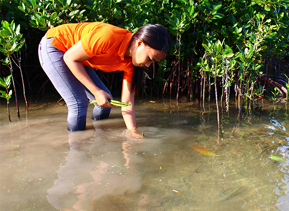 comm-based mangrove