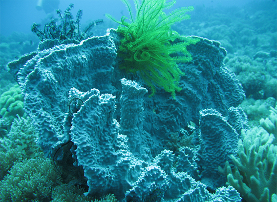 environment coral