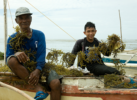 seaweeds farming